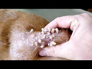 Removal of the maggots from helpless dog #10