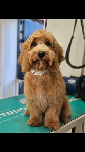 Ruby the cockapoo for her first puppy groom 😍 She did so well today, plenty of reassurance, kisses and cuddles made her feel much better 💕 Lavender & Jasmine shampoo and spray by @peanutandpicklecompany made her smell amazing and super soft 😍 #adorable #rushden #doggroomersuk #doggroomers #doggrooming #cockapoo #cockapootiktok | Finley and Friends Dog Grooming