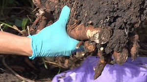 206K views · 595 reactions | This guide covers exactly when and how to divide and transplant peonies. | Garden Lovers Club | Facebook