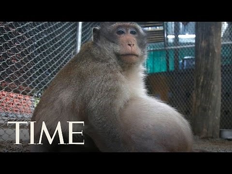 Morbidly Obese Thai Monkey Who Lives Off Junk Food Left By Tourists Is Going On A Diet | TIME