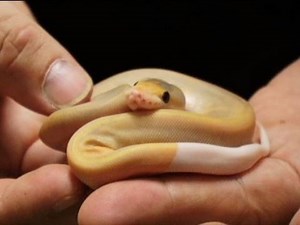 Snake Bytes TV - Balls Deep