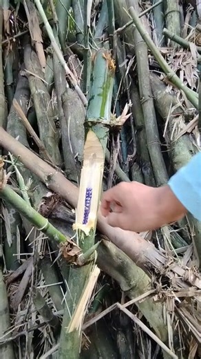 TANPA SENSOR SAMA SEKALI!! DAPAT GELANG GENDRUWO DARI DALAM BAMBU #gelang #bambu #gendruwo | Pring Petuk