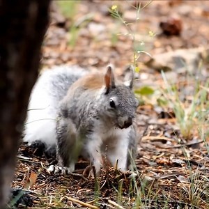 19K views · 362 reactions | C’est parti pour le “cache-noisettes” 類 ! #Nocciolata #Chocolat #Noisette #BIO #Nature #Gourmand #Ecureuil | Nocciolata France | Facebook