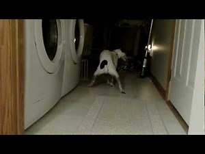 Deuce the dog doing the Circle Jerk!! Humping and getting off!