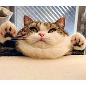 Cats so Fun - Cute Kittens Compilation! | Cats so Fun