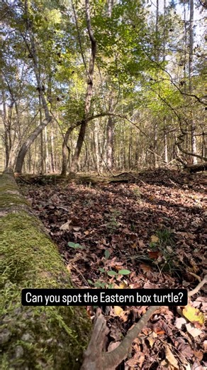 21 reactions | Eastern box turtle | Case 23-0393 This adult female...