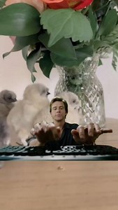 POV: You're furiously ordering spring chicks before they sell out. 🐥🐥 We don't know about you, but we're pretty excited for chick season 2024! Raise your hand if you've already ordered chicks this year. 🙋‍♀️🙋‍♂️ #scratchandpeck #babychicks #raisingchicks #diychickens #raisingchickens #chickensofig #hens #hatchingeggs #backayrdcoop #backyardchickens #smallfarm #chickenmeme | Scratch and Peck Feeds