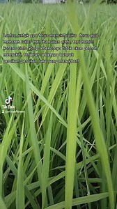 Vinca Flower on Reels