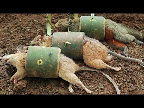 create special amazing primitive Bamboo trap for jungle rats