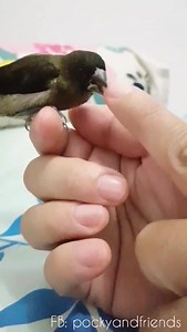 94 reactions · 17 shares | Feeling bored? Have mini t-rexs at home? Try feeding your fingers to them. I swear there won't be any dull moments! ❤ #jajitthefinch #societyfinch | Art of Emm | Facebook