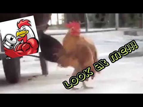 chicken struts its stuff on the farm for the ladies