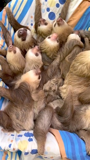 46K views · 1.9K reactions | happy sloth family | I Love Sloth | Facebook