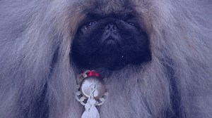 Don't miss the epic story of the evolution of wolf to man's best friend. Stream Dogs That Changed the World from Nature | PBS on the PBS Video app for a limited time: to.pbs.org/38jH7S2 | PBS