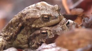 Citizen 'frog patrol' helps amphibians survive dangerous mating season road crossing in Poland