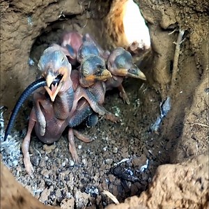 lizard 🦎 big chicks of tengkek birds 😱😱‼️ #bird #birds #animals #birds of tengkek | Brid Feed