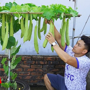 How To Grow Loofah At Home Easily | DIY Garden