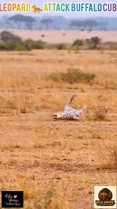 Leopard preys on buffalo calf, but buffalo fights back against 🐆 leopard 🦬💪💪💪😲😯💪👌 #wildlife #animals #fb #LikeShareFollow #fbp #stareverywhere #love #thankyou #loves #fbpost | Wild Animals
