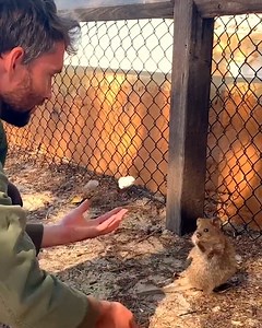 172K views · 5.6K reactions | Can't get over the little paws reaching out to grab the rocks ❤️ | Furry Tails | Facebook