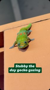 Stubby the day gecko gazing #gecko #lizard #reptile #cuteanimals #funnyanimals #funnyreels | geckgoals