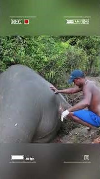 Elephant explodes in doctor's face #animals #fyp #animal