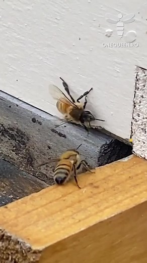 Worker Bee Life Cycle: Adult Day 20 - On top of short flights, Now the baby bee Is also tasked with guarding The entrance of the hive ⚔️ | OneQueen.ro | Facebook