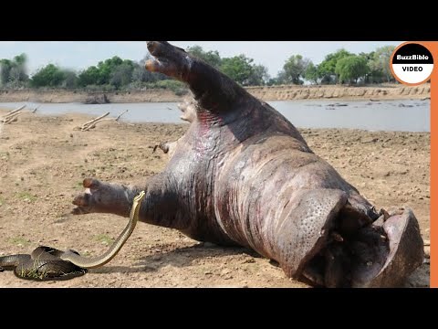 Black Mamba Venom Kills a Giant Hippo