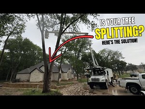 Is Your Tree Splitting? Tree Cabling Could Save You Thousands!