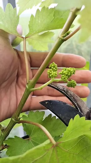 Grafting method on young grape stems watch it #grafting #planting #farming #grape #viral