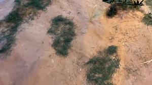 One of my favorite experiences (among a pretty long list of favorites!) last year was when the Atlanta History Center allowed the American Battlefield Trust access to its Cyclorama diorama and although it was the 10 or so time I've seen that cyclo, there was one, big surprise witht eh old and heavy diorama figures! | Garry Adelman's Civil War Page