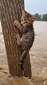 368K views · 21K reactions | In Madison County, Alabama (USA), heavy...