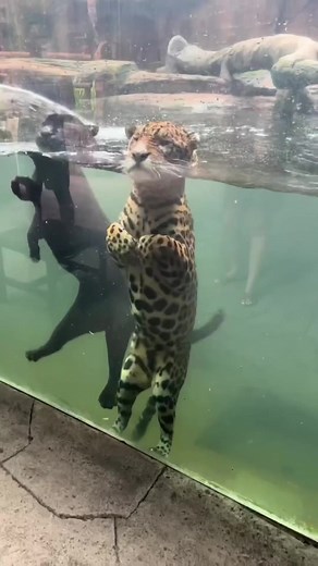 ジャガーの水に対する恐れの真実