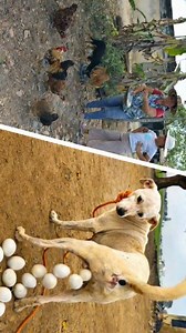 264K views · 2.5K reactions | ERROR 404: NO darle ponedora al perro 讀 #funny #meme #comedy #Joke #jokes #comedian #humor | SuaRez videos comedia | Facebook