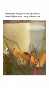 Daily Memes on Reels | Facebook