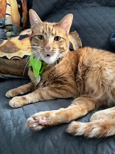 7.2K views · 171 reactions | Is the weather making you sleepy , like it is Milo?!! | Jill Gilardi | Facebook