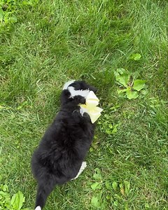 Mini sheepadoodle female Going home June 19 Adult size 35-45 lbs #TLCbytheLake #sheepadoodles #minisheepadoodle | TLC by the Lake Poodles and Doodles