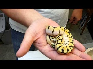 Ball python morphs #10. Bumblebee (pastel spider) see me take a bite!!!