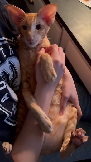 Oriental Shorthair Squad on Instagram: "Keebie Beebie 🧡 . . . . . #cats #cats_of_instworld #pet.comic #catsofig #catsoftheday #catsrule #catloversclub #catsofinstagram #catsoftheworld #instacat #cutecat #mypet #catlovers #orientalshorthair #orientalcats #peterbald #ipetsplanet #COIcommunity #pubitypets #buzzfeedanimals #adorableanimals #peterbald #instacat"