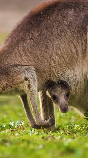 A mother and joey (baby kangaroo) enjoying some murky pond water. The joey kept fidgeting around, ducking in and out of mum’s pouch. Clearly not impressed with the amount of flies swarming their face. 🦘Eastern Grey Kangaroos (Macropus giganteus). 🎥 Filmed by @jordandean_films 🌏 Cunnamulla, Queensland, Australia. #wildlifephotography #wildlifeconservation #abcmyphoto #ausphotomag #ausgeo #seeaustralia #natgeoyourshotdiscoveries #easterngreykangaroo #kangaroo #kangaroos #naturewelove #australia
