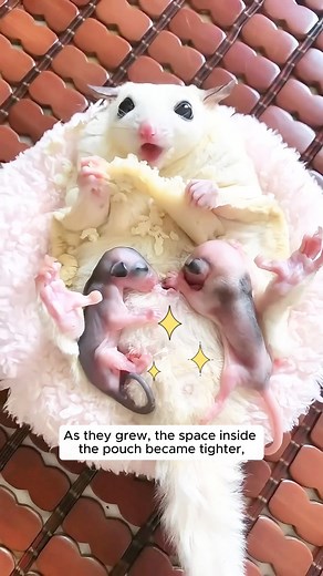 5.1K views · 92 reactions | The girl found a surrogate mother for the orphaned baby sugar gliders #animalovers #animalworld #animalsofinstagram #loveanimals #animallover #animallovers #animals #fypシ #sugarglider #sugargliderlover #sugarglidersofinstagram | AnimalLove Stories | Facebook