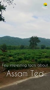 Tea is one of the most precious gifts Assam has been endowed with. The lush green tea gardens also add to the natural beauty of Assam. Here are some interesting facts about Assam Tea. #AwesomeAssam #AssamTea #Assam #Tea #TeaEstates #AssamTourism #TravelAssam #ExploreAssam #WelcometoAssam @Jayanta Mallabaruah | Awesome Assam