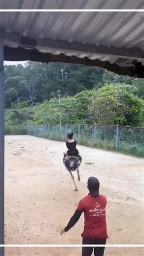Isit the girl screaming or the ostrich laughing? 😂 | Damn Worth It