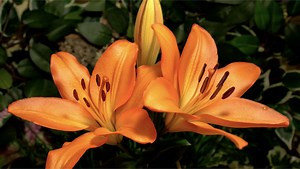 Gorgeous Timelapses of Flowers Quickly Blooming