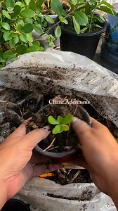 Transplanting adenium seedlings tara guys samahan noyo ako,konting tips kung paano maglipat ng adenium seedling🥰 #gardeningtips #gardening #adenium #plants #fbreels2025ツ #adeniumlover #hacks | Chant Adeniums