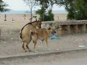 bode cobrindo cadela (lobito compão).mpg