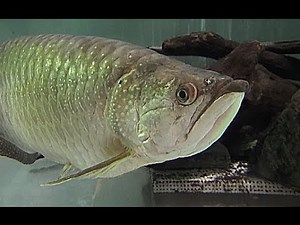 ノーザンバラムンディ Gulf saratoga Scleropages jardinii