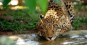 ONG luta para salvar onça-pintada no cerrado brasileiro