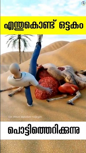 Why do camels explode after they die?