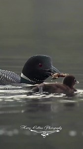 167 reactions · 13 shares | Common loon #Bird The common #loon or...