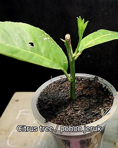 22K views · 193 reactions | Ternyata bigini jika stek pohon jeruk tumbuh殺 #stek #cutting #jeruk #timelapse #timelapsevideo | Grafting Examples | Facebook