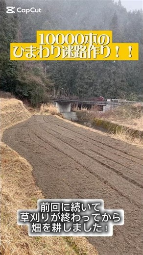 10000本のひまわりで迷路を作る！